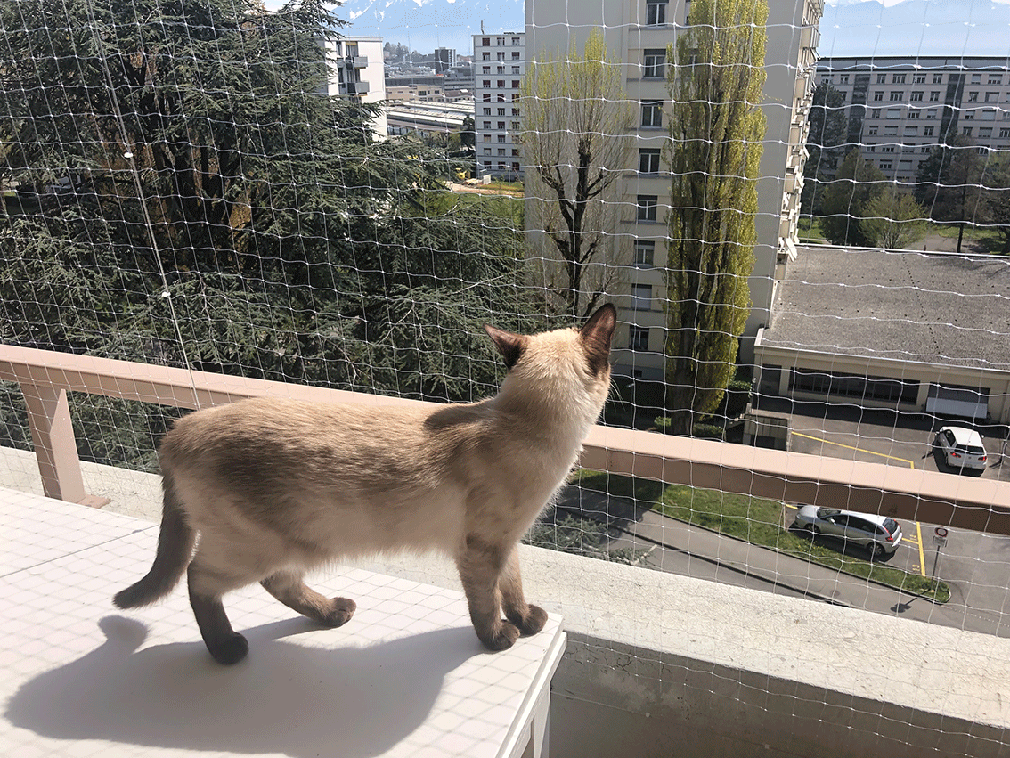 Pose de filet de protection transparent pour chat